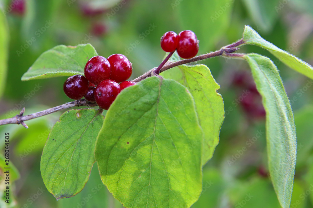 Beautiful poisonous wolf berries photographed on a background of green sheets Beautiful poisonous wolf berries photographed on a background of green sheets