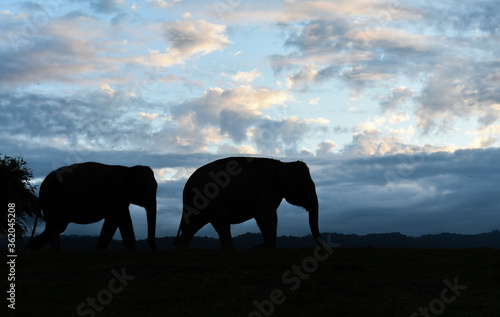 Silhouette elephant with handler during sunset at a sanctuary  © Cassano