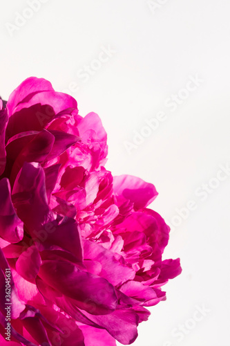 pink peony flower on white