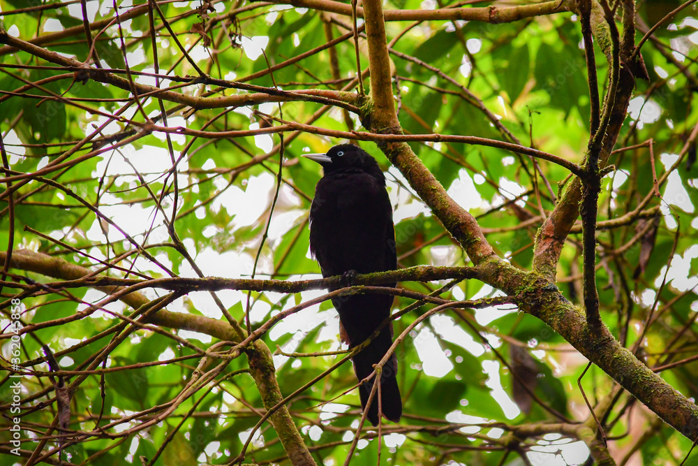 Fototapeta premium Cacique lomiamarillo / yellow rumped cacique / Cacicus cela - Guango, Ecuador