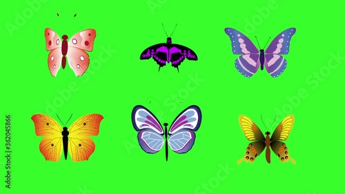 Wallpaper Mural Animated colorful beauty butterfly on green screen chroma key Torontodigital.ca