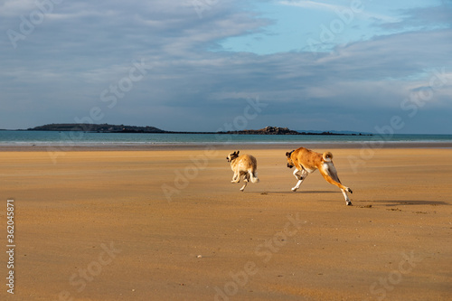 Hunde am Strand - Hund am Meer