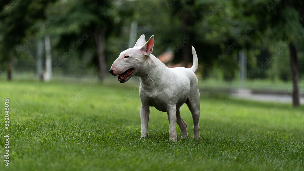 English white bull Terrier standing on a green lawn. English white bull Terrier standing on a green lawn.