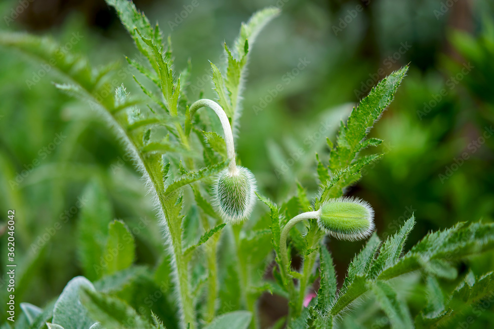 Fluffy green poppy bud in grass Fluffy green poppy bud in grass