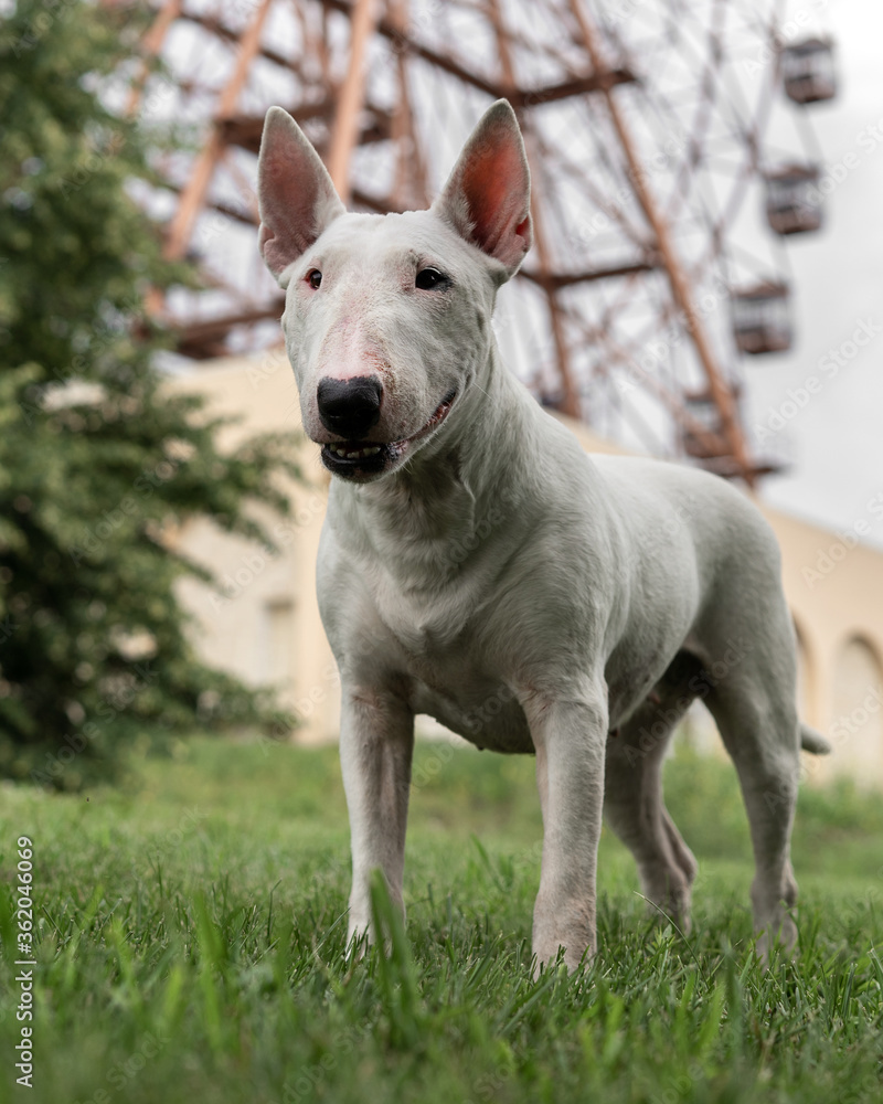 portrait of a white English bull Terrier on a green lawn on the background of the Ferris wheel. close-up of the dog. the view from the top down