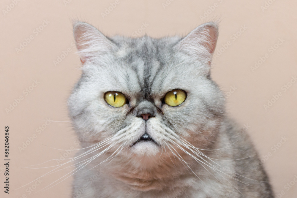 
gray cat of exotic breed with yellow eyes looks at us