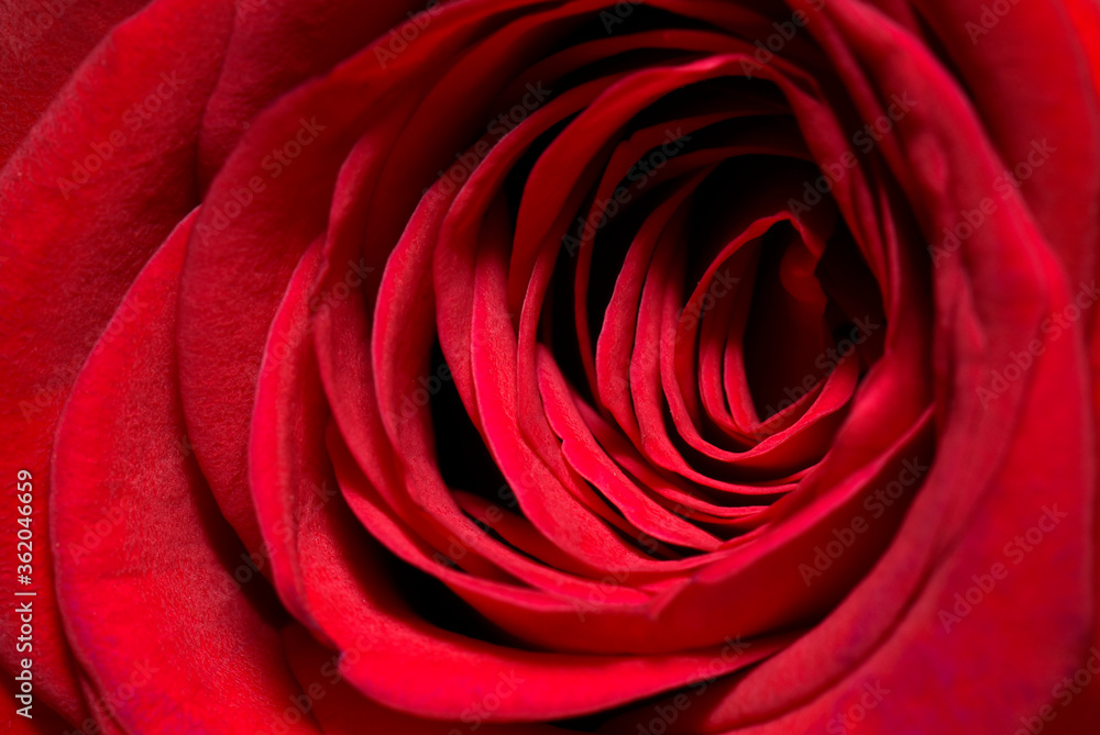 Natural fresh Red rose background wallpaper Natural fresh Red rose background wallpaper