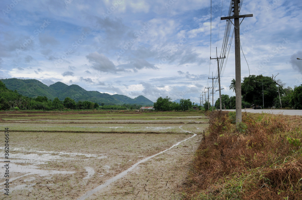 
Rice fields during the rainy season
