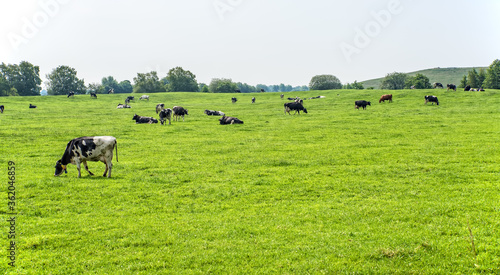 Kuh auf der Wiese in Friesland