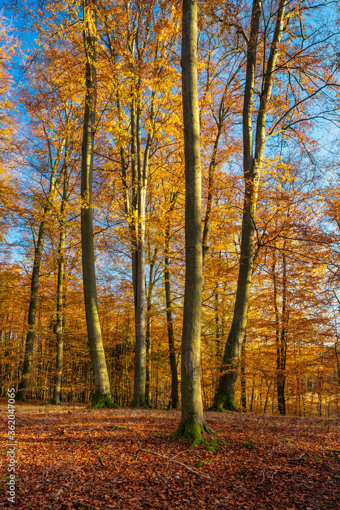 Sunny Beech Tree Forest under blue sky in Autumn