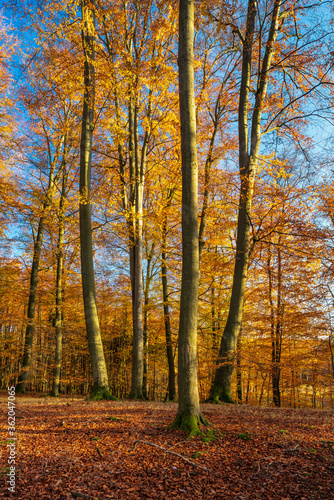 Sunny Beech Tree Forest under blue sky in Autumn © AVTG