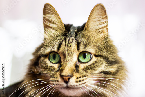 Fototapeta Naklejka Na Ścianę i Meble -  
tabby cat with green eyes looks away