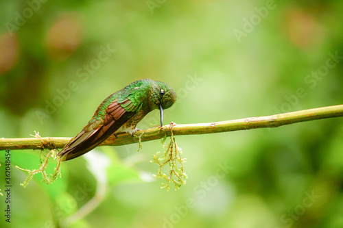 Colibrí colihabano o chupasavia  / Boissonneaua flavescens - Guango, Ecuador