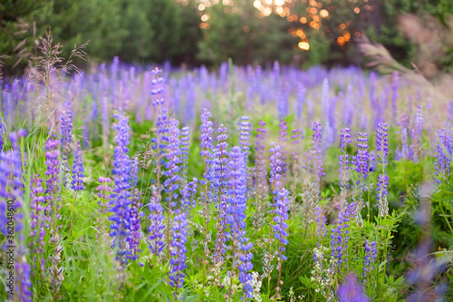 Lupinus  lupin  lupine field with pink purple and blue flowers. Bunch of lupines summer flower background.