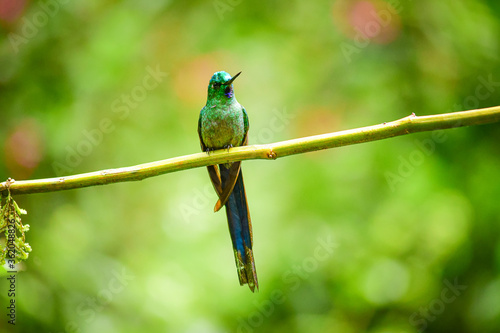 Photos El silfo celeste​ / Cometa colivioleta / Violet-tailed Sylph - Guango, Ecuador