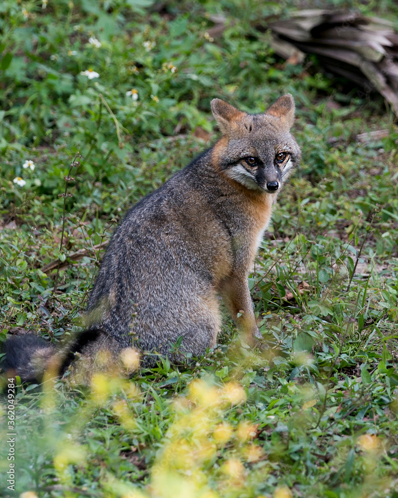 Gray fox animal stock photo. Gray fox animal close-up profile view with a foliage background. Gray fox animal stock photo. Gray fox animal close-up profile view with a foliage background.