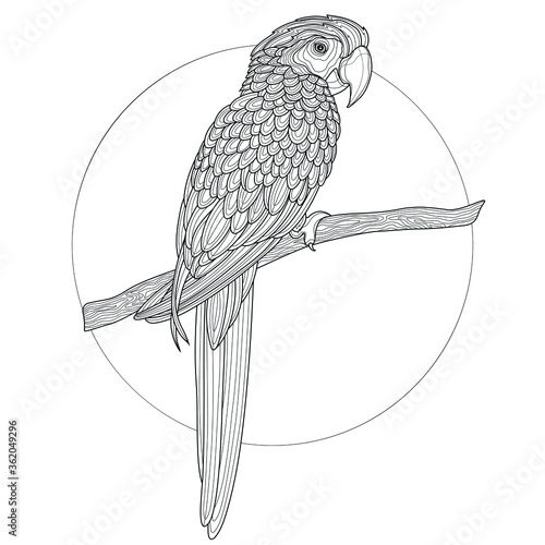 Parrot.Coloring book antistress for children and adults. Zen-tangle style.Black and white drawing