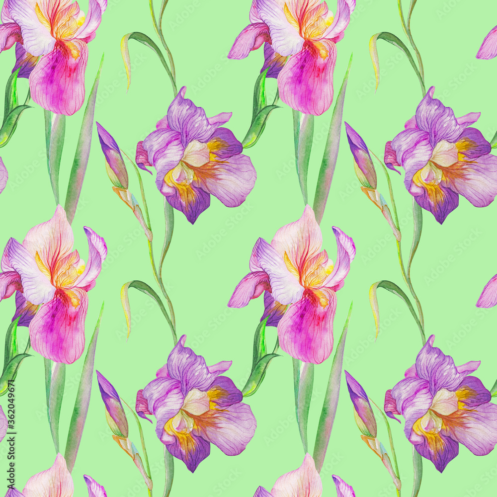 beautiful irises are blooming. Watercolor