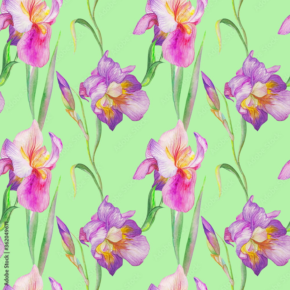 beautiful irises are blooming. Watercolor beautiful irises are blooming. Watercolor