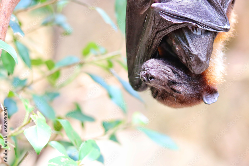 Obraz premium Dangling bat.