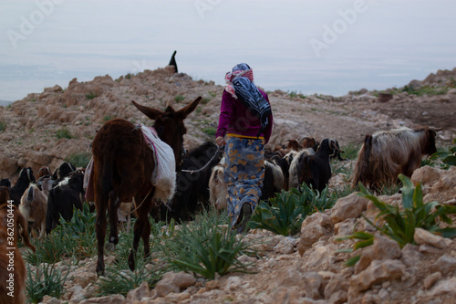 Fototapet Close up photo of a slim girl in traditional dress and wearing headscarf as she brings the goat herd to pasture through rough and rocky terrain