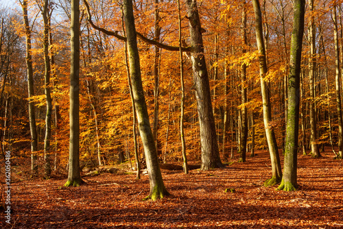 Natural Sunny Golden Beech Tree Forest in Fall, Leafs Changing Colour, Müritz-Nationalpark, Germany photo