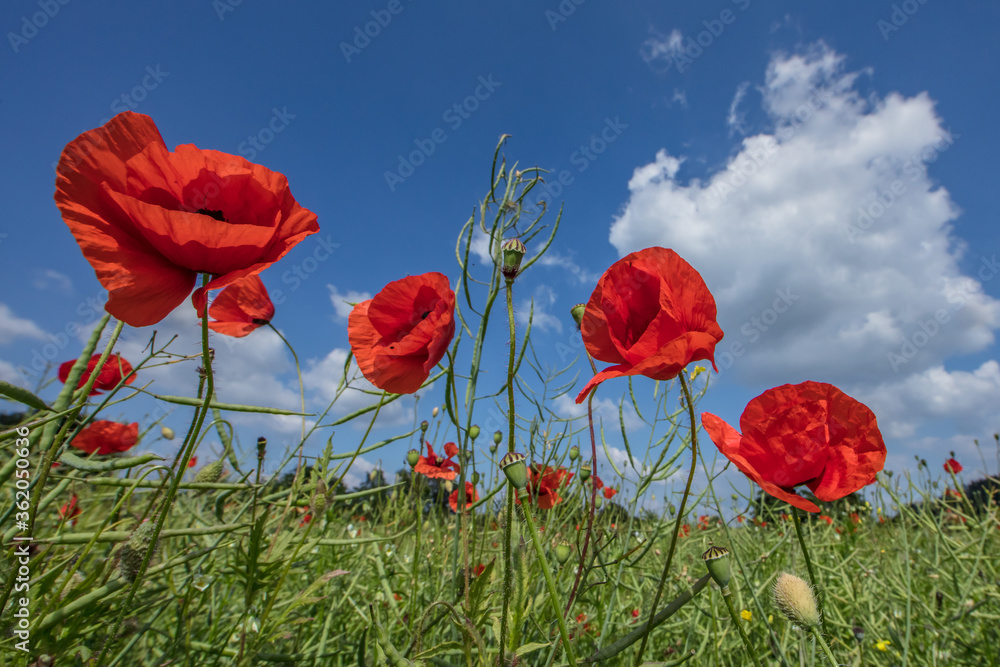 Obraz premium mhnblumen