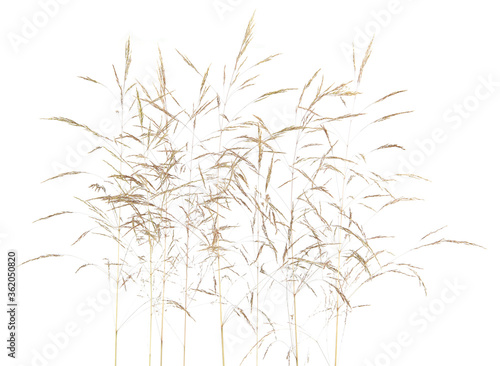 Fototapeta Naklejka Na Ścianę i Meble -  Fresh common bent grass Agrostis isolated on white background. Spikelet flowers wild meadow plants..