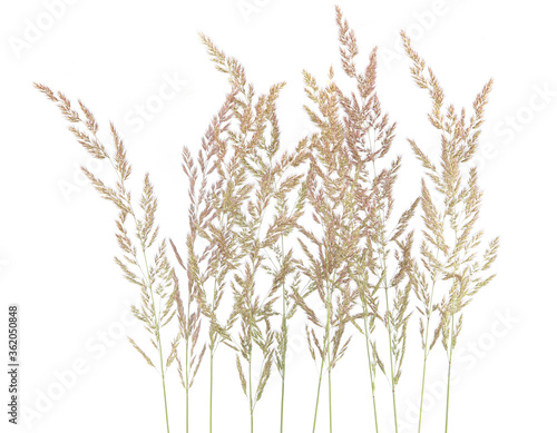 Fresh common bent grass Agrostis isolated on white background. Spikelet flowers wild meadow plants..