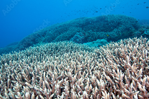 Fototapeta Naklejka Na Ścianę i Meble -  coral reef and many fish
