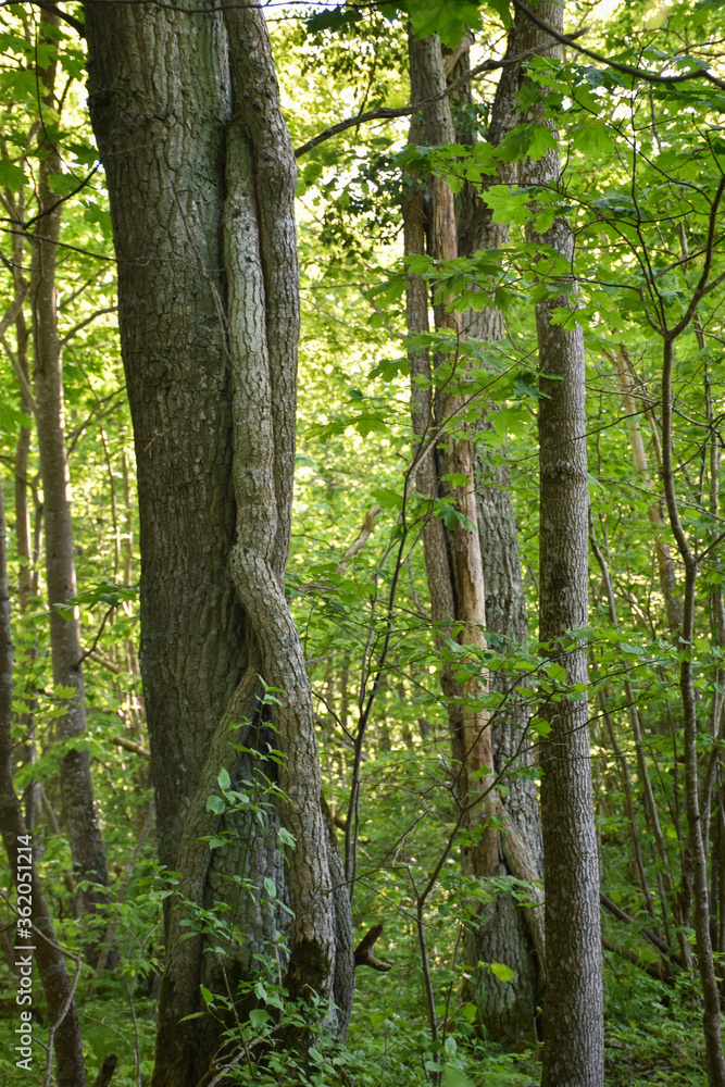 Climbing Ivy trunks in a forest Climbing Ivy trunks in a forest