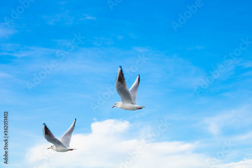 Seagulls on the cloudy sky