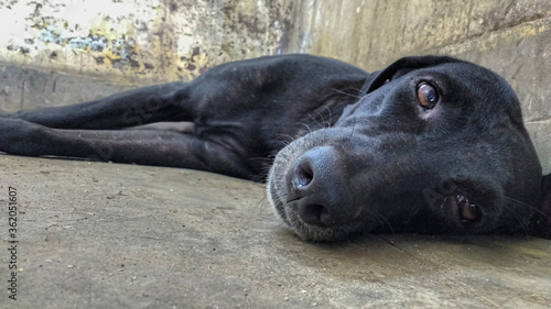 a black indian country dog laying 