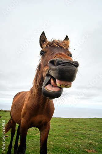 Laughing Horse © Alvaro