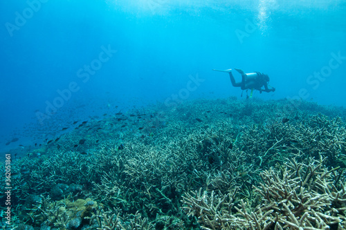 underwater scene with coral reef