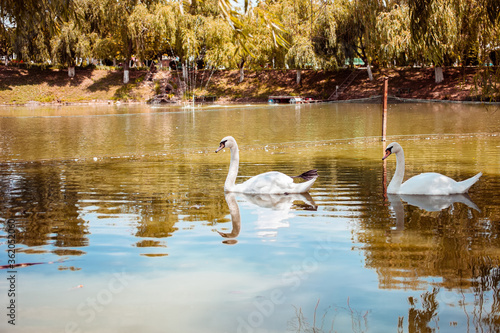 Swans float on the lake, blue water and orange grass, beautiful swan on the waves. A lake with birds in the center of the city.