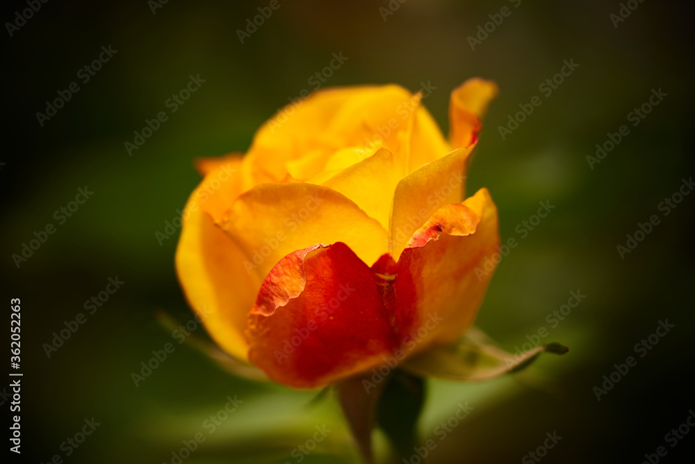 A yellow garden rose with dark background A yellow garden rose with dark background