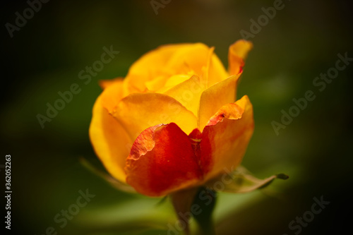A yellow garden rose with dark background
