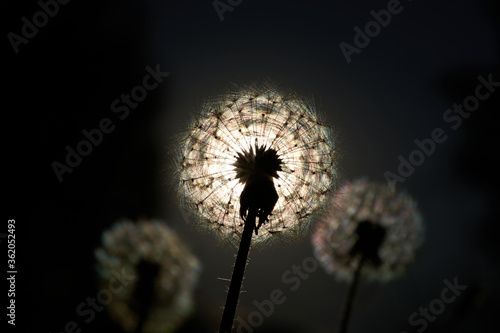 Dandelions backlit by the sun  dandelion silhouettes