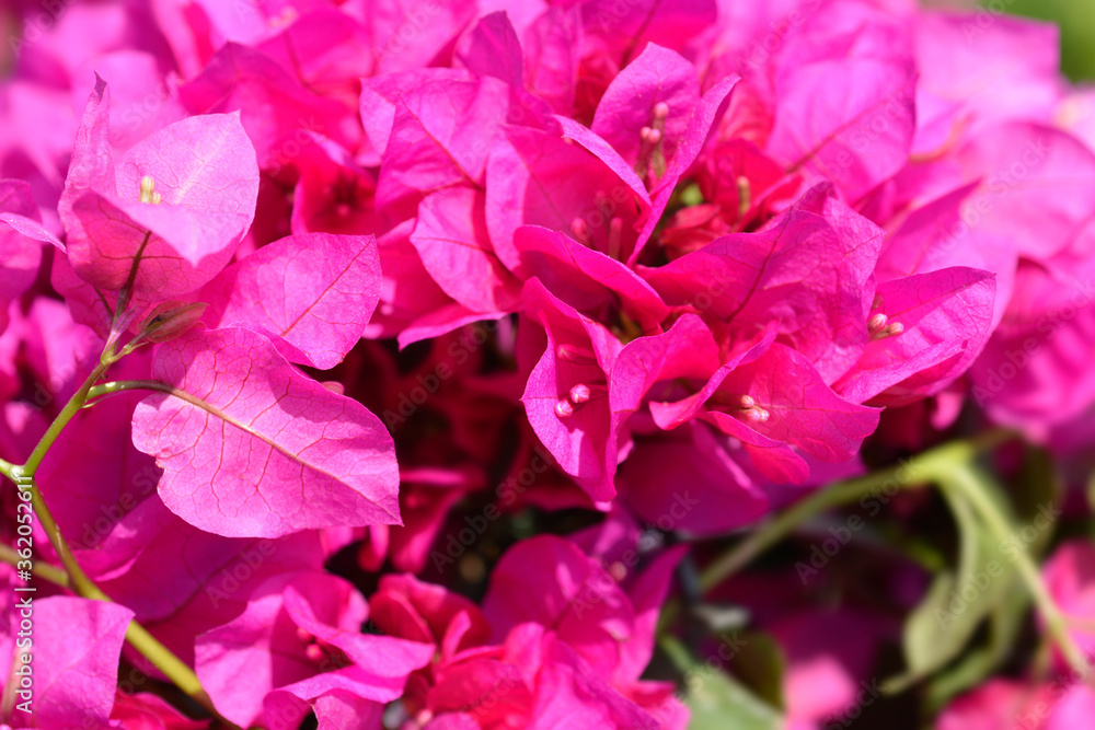 Bougainvillea Vera Deep Purple Bougainvillea Vera Deep Purple