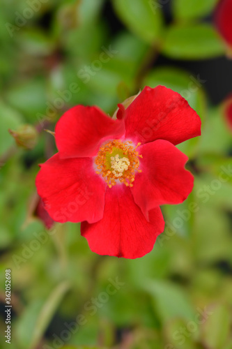 Rose Rouge Meillandecor Meineble