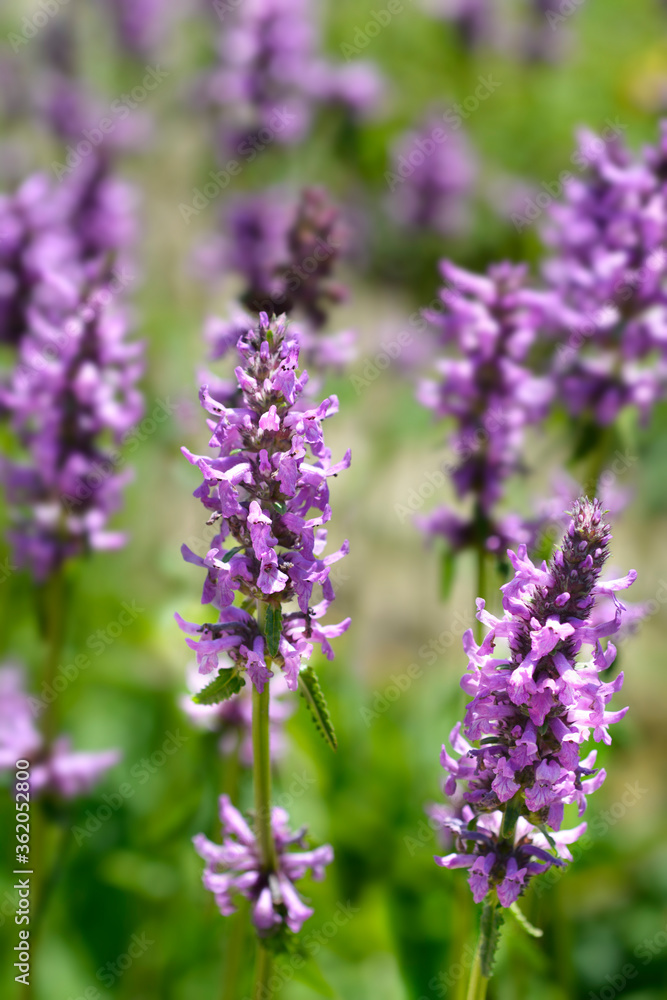 Purple betony Purple betony