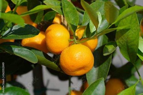 Photos Calamondin orange