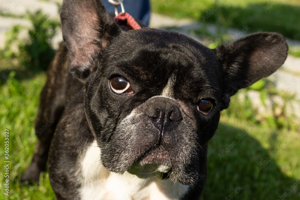 dog French Bulldog breed looks at us color black with white