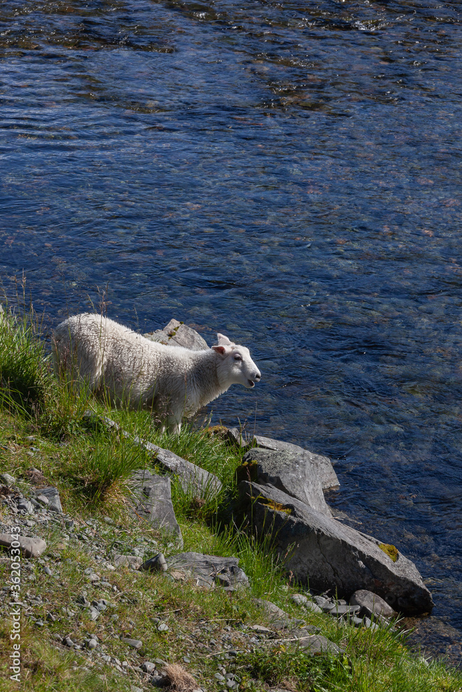 Obraz premium Sheep is grazed on the stony bank of the Barents sea in Northern Finnmark region, Norway