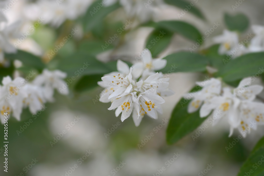 Fuzzy deutzia Plena Fuzzy deutzia Plena