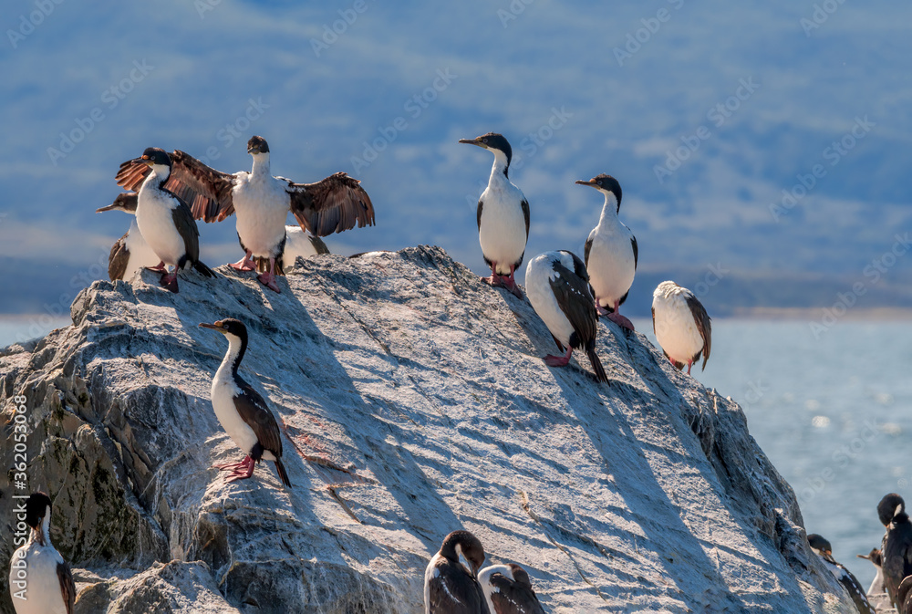 Fototapeta premium Imperial Shag (Phalacrocorax atriceps) in Ushuaia area, Land of Fire (Tierra del Fuego), Argentina