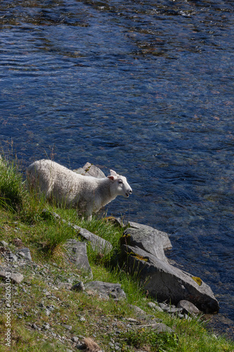 Sheep is grazed on the stony bank of the Barents sea in Northern Finnmark region, Norway
