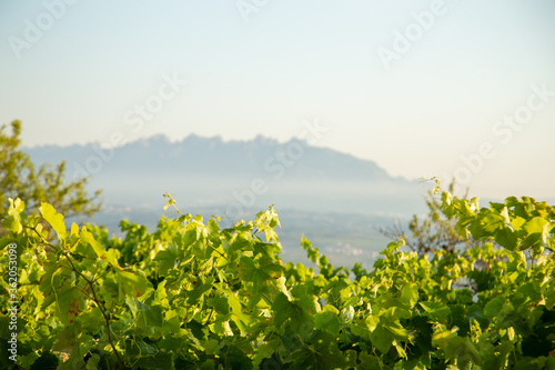 vines and Montserrat mountain in summer