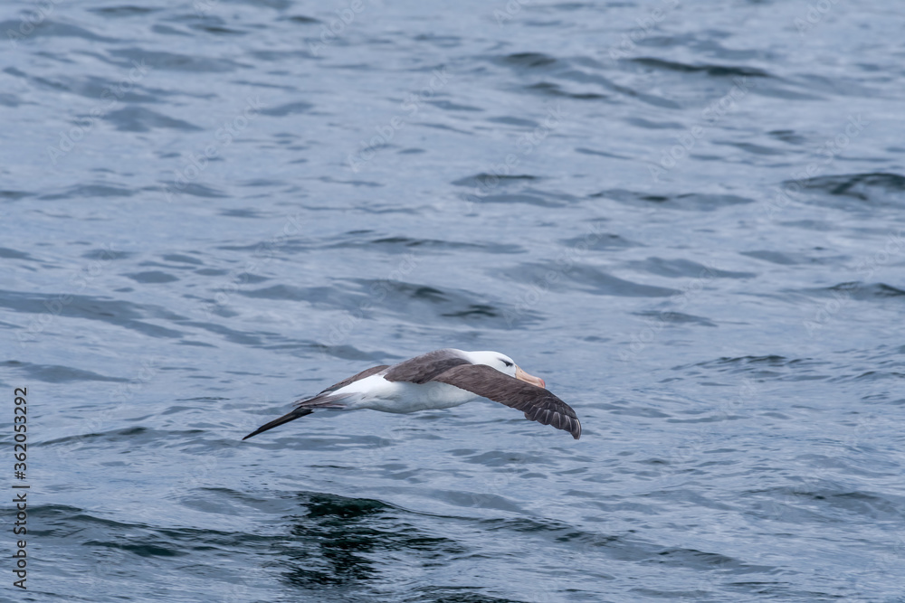 Black-browed Albatross (Thalassarche melanophris) in South Atlantic Ocean, Southern Ocean, Antarctica Black-browed Albatross (Thalassarche melanophris) in South Atlantic Ocean, Southern Ocean, Antarctica